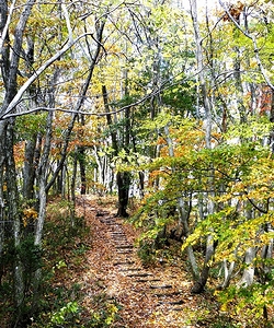 秋の遊歩道