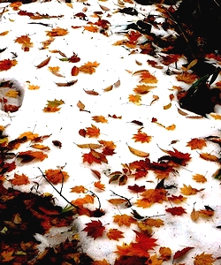 初雪の上の落ち葉