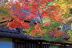 【写真】中野邸の紅葉