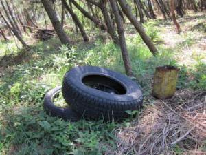 保安林への不法投棄物、廃タイヤ