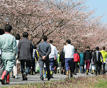 桜並木を歩く参加者