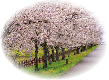福島潟　桜