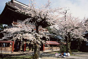 大栄寺の桜の写真