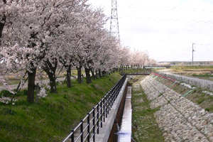 清五郎排水路沿いの桜の写真