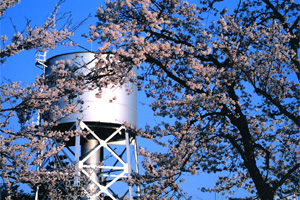 亀田上水道高架水槽の桜の写真