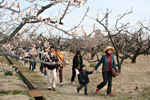 亀田地区の梅の花の写真