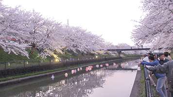 桜・灯ろう祭りの写真