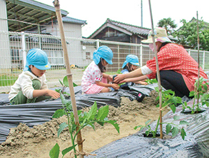 園児が野菜苗を植えている写真