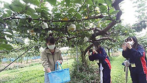 高校生がお客さんの梨収穫をしているところを撮っている写真
