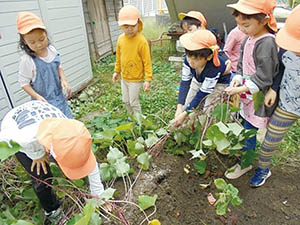 園児たちがサツマイモ掘りをしている写真
