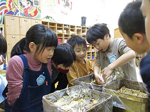 子どもたちがヒラタケを収穫している写真