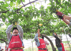 果樹の収穫作業をしている写真