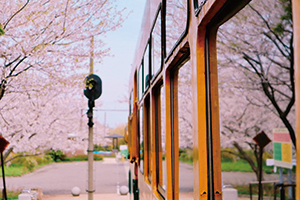 旧月潟駅の車両の窓に桜が写っている写真