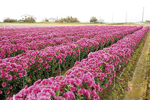赤紫のカキノモト畑の写真