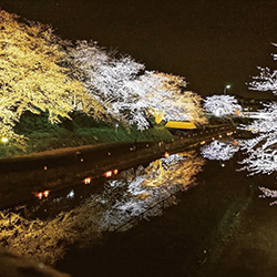 大通川の夜桜の写真