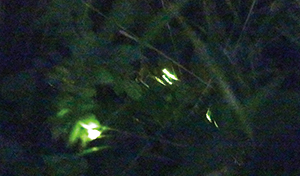 緑色に光るホタルの写真
