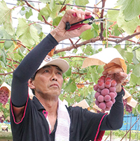 JA新潟みらい　しろね果樹部会　桜井光明さんがクイーンニーナを収穫している写真