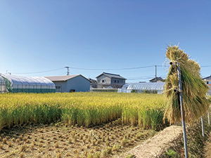 稲を刈った跡のある田んぼの写真