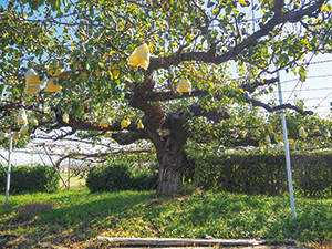 平成元年度に新潟市の保存樹に指定された古木の写真
