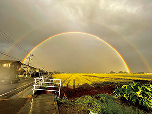 畑と黄金色の田んぼの向こうに見える2本の虹の写真