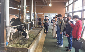 草を食べている乳牛を見学する大学生の写真