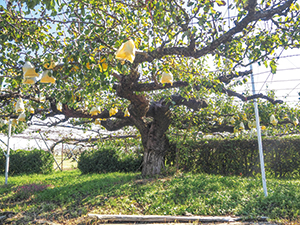 シンボル樹の写真