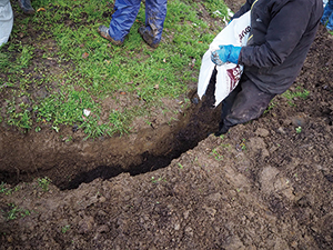 掘った溝に堆肥を入れている写真