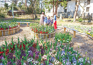 青、赤、白など色とりどりの花が植えられた笹川邸フラワーガーデンの写真