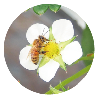 イチゴの花に止まっているミツバチの写真