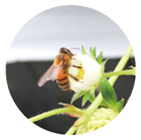開ききっていないイチゴの花に止まっているミツバチの写真