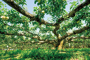 「日本一の二十世紀梨の樹」の写真