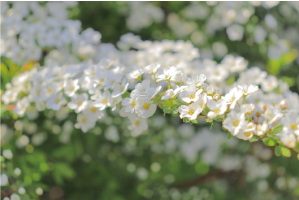 ユーザーネーム「sisiikiii.photo」さん。ユキヤナギの花のアップ写真