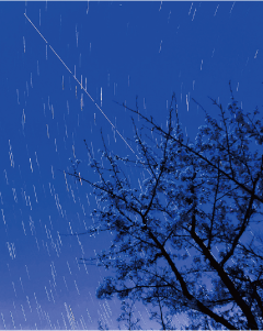 ユーザーネーム「pukichi5」さん。大きな木と濃紺の夜空の星の軌跡の写真