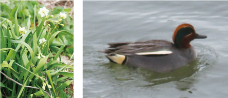 土手に咲く水仙の写真と、中ノ口川の水面を移動する鳥の写真