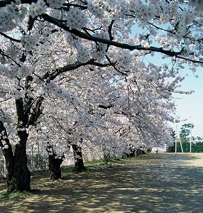 内野小学校の桜の写真