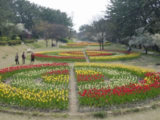 寺尾中央公園のチューリップとバラの写真