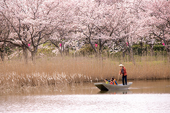 潟舟からの観桜を楽しむ参加者