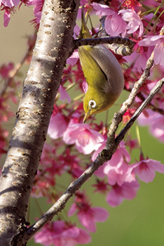 桜の蜜をついばむメジロ