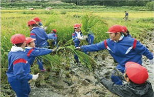 越前小学校「学校田で稲の収穫体験」