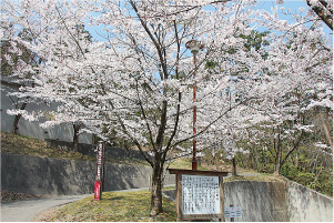 丸小山公園　桜の写真