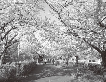 写真　寺尾中央公園（西区）の桜