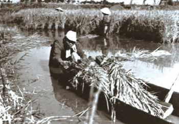 昭和20年代の亀田郷の稲刈りの様子