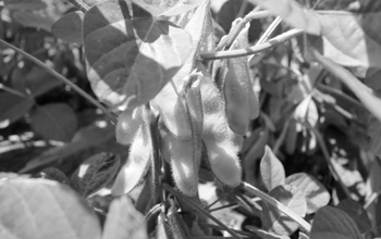 くろさき茶豆収穫体験