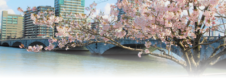 萬代橋と桜