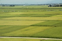 越後平野の田園風景3の写真　ダウンロードページへリンク