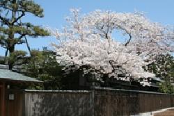 燕喜館と桜の写真
