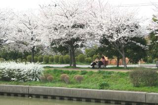 西川沿いの桜並木の写真