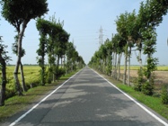 はさ木並木と農道の写真 ダウンロードページへリンク