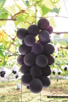 巨峰の写真 ダウンロードページへリンク