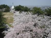 桜の咲き誇る秋葉公園